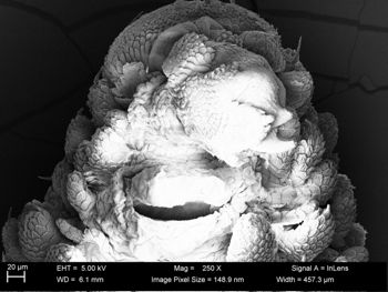 Media type: image;   Invertebrate Zoology 32029 Description: SEM image of specimen.;